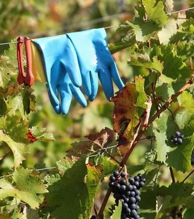 ホテル Weingut Matthias Dostert / Culinarium ニッテル
