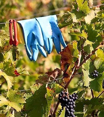 Weingut Matthias Dostert / Culinarium Hotel