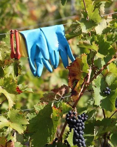 Hotel Weingut Matthias Dostert / Culinarium Nittel